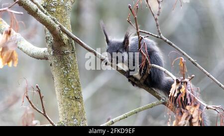 scoiattolo nero seduto su un piccolo ramo in un albero che guarda verso la telecamera. sfondo sfocato Foto Stock