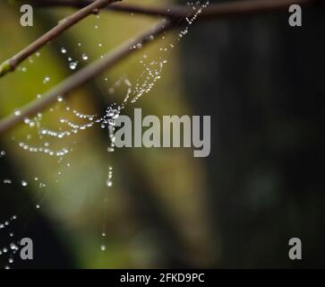 Ragnatela sul ramo della molla, ragnatela con ragnatele, fuoco selettivo. Goccia, acqua, Spider Web contro sfondo scuro, primo piano, Web, albero. Foto Stock