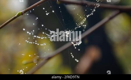 Ragnatela sul ramo della molla, ragnatela con ragnatele, fuoco selettivo. Goccia, acqua, Spider Web contro sfondo scuro, primo piano, Web, albero. Foto Stock