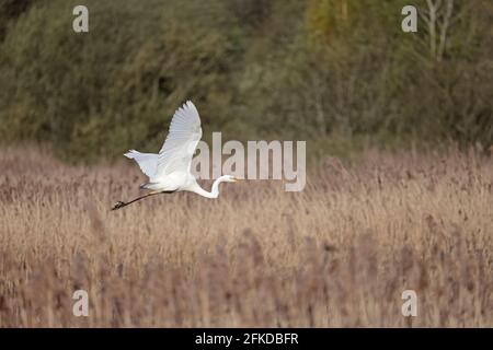 Grande Egret in volo su letti di canna Shapwick Heath Somerset REGNO UNITO Foto Stock