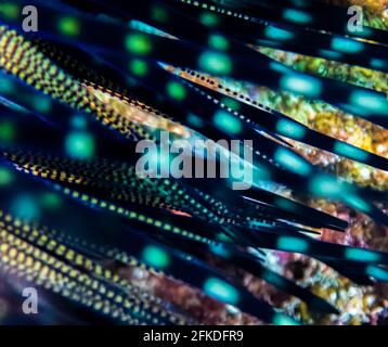 Linee puntini puntini in colori neon luminosi in primo piano sguardo astratto a un riccio marino sott'acqua. Foto Stock