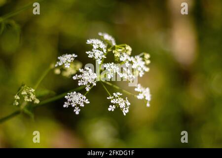 Piccoli fiori bianchi in un giorno di sole contro un verde Sfondo Foto Stock