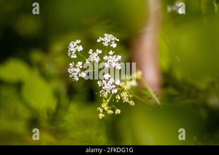 Piccoli fiori bianchi in un giorno di sole contro un verde Sfondo Foto Stock