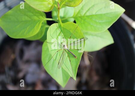 Una Crane vola su una foglia di Lilac Foto Stock