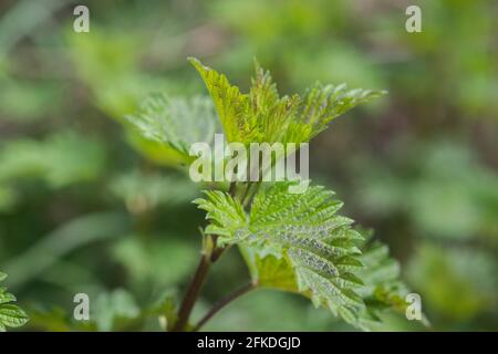 puntando ortica foglie closeup fuoco selettivo Foto Stock