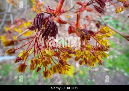 Norway Maple Flowers, (Acer platanoides), albero fiorente in primavera Foto Stock