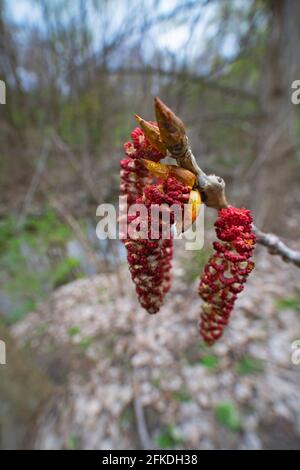 Balsamo Fiori di Pioppo, (Populus balsamifera), Pioppo Nero, Fiore di Cottonwood Foto Stock