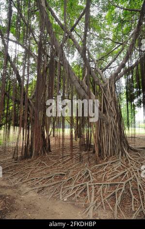 Viti che si aggirano da un albero Foto Stock