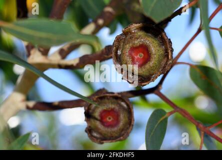 Frutti di noce di gomma grande del mallee nativo australiano albero di gomma Eucalyptus eritrocorycorys, famiglia Myrtaceae. Conosciuto anche come Illyarrie, Gum rosso chiuso Foto Stock