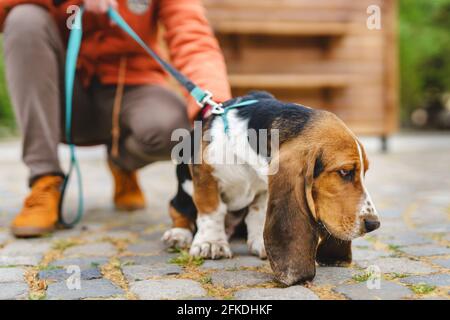 Primo piano su cane Hound basset con le orecchie grandi su il guinzaglio in piedi sulla strada nello spazio di copia di giorno Foto Stock