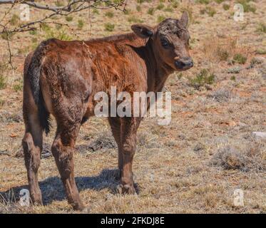 Carino giovane curioso, vitello marrone scuro su una gamma di roaming gratuito in New Mexico Foto Stock