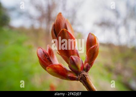 Norway Maple Tree gemme, (Acer platanoides) Bud Foto Stock