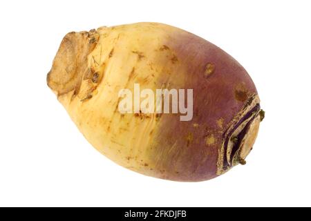 Primo piano di Turnip (Brassica rapa) su sfondo bianco Foto Stock