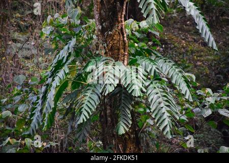 Monstera, comunemente conosciuta come fabbrica di formaggio svizzero. Una pianta parassita appesa agli alberi nella foresta dell'himalaya . Foto Stock