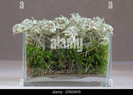 Un vaso di fiori di montagna - Edelweiss Leontopodium alpinum in Austria Foto Stock