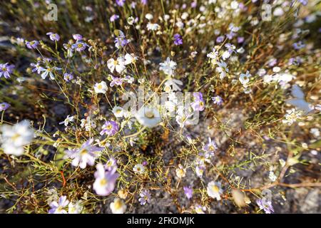 Fiori selvatici bianchi e viola australiani. FIORE DI CORONA Foto Stock