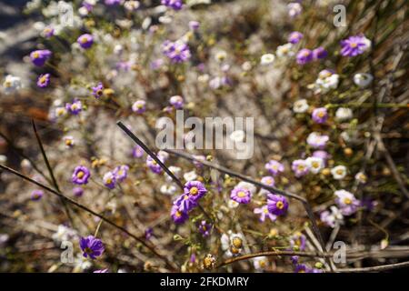 Fiori selvatici bianchi e viola australiani. FIORE DI CORONA Foto Stock