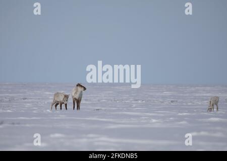 Due adulti e un giovane caribù a terra arida trovato in piedi nella neve tarda primavera, vicino Arviat Nunavut Foto Stock