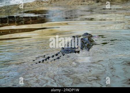 Primo piano di un alligatore in agguato nel lago Foto Stock