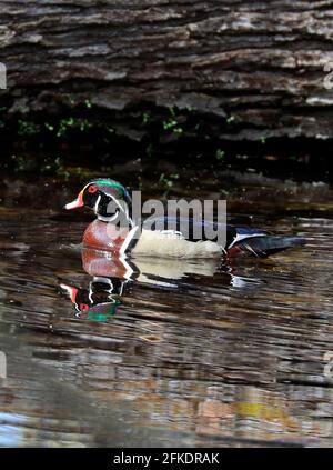 Anatra legno colorato con riflessione sul lago, Quebec, Canada Foto Stock