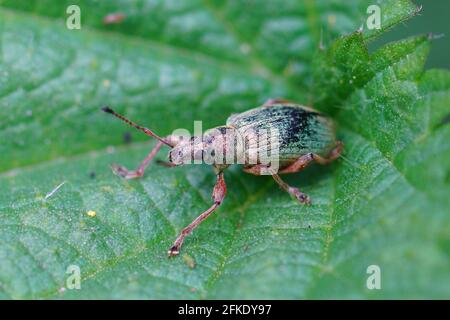 Colpo di closeup di una foglia verde immigrante weevil su un foglia verde Foto Stock