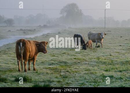 Avon Valley, Fordingbridge, New Forest, Hampshire, 1 maggio 2021, Regno Unito Meteo: Dopo il più gelido aprile sul record, maggio inizia con un'altra mattina gelida e nebulosa. Temperature immerse nel gelo durante la notte dando un gelo al suolo all'alba. Le mucche in un campo accolgono il sole del mattino. Credit: Paul Biggins/Alamy Live News Foto Stock