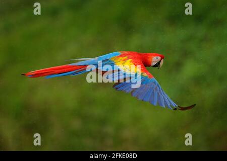 Pappagallo di Macaw che vola in una vegetazione verde scuro con bella luce posteriore e pioggia. Scarlatto Macaw, Ara macao, nella foresta tropicale, Costa Rica. Flora e fauna selvatiche Foto Stock