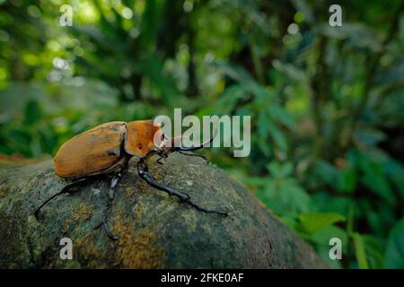 Rhinoceros elefante scarabeo, Megasoma elephas, insetto molto grande dalla foresta pluviale a Caostarica. Beetle siting sul tronco dell'albero nella giungla verde habi Foto Stock