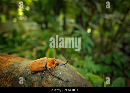 Rhinoceros elefante scarabeo, Megasoma elephas, insetto molto grande dalla foresta pluviale in Costa Rica. Beetle siting sul tronco dell'albero nella giungla verde habi Foto Stock