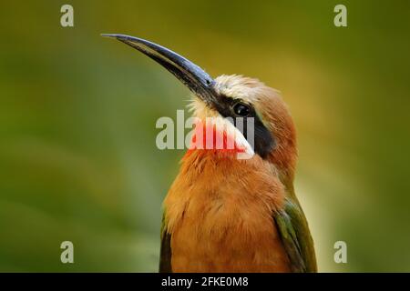 Ape-fronted bianco-mangiatore, bullockoides di Merops, foresta in Tanzania, Africa. Dettaglio ritratto della testa di uccelli rossi e arancioni esotici in abitudine naturale Foto Stock