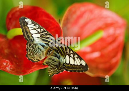 Bella farfalla, Clipper, Parthenos sylvia, riposante sul fiore rosso fiore, insetto nell'habitat naturale. Scena della fauna selvatica in foresta verde, India, Foto Stock