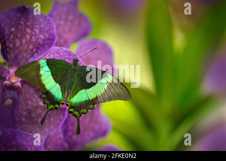 Farfalla verde a coda di rondine, Papilio palinurus, sulla fioritura viola rosa delle orchidee. Insetto nell'habitat naturale, seduto su fiori selvatici, Indonesia, Asia Foto Stock