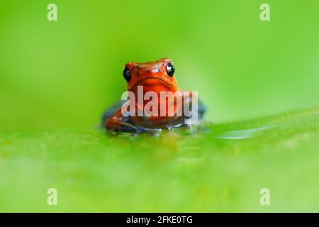 Rana di freccette di fragola rossa, Dendrobates pumilio, nell'habitat naturale, Costa Rica. Primo piano ritratto di rana rossa velena. Raro anfibio nel t Foto Stock