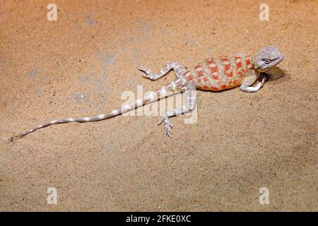 Steppe AGAMA, Trapelus sanguinolentus da Russa e Kazakhstan. Rettile dall'habitat naturale del deserto. Giornata di sole in Asia. Natura selvaggia con l Foto Stock