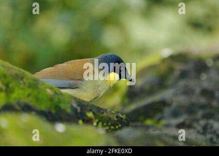 Il brivido ridente coronato da blu o il ridicolo di Courtois, Garrulax Dryonastes courtoisi. Blu, giallo e nero songbird seduto sulla roccia con verde Foto Stock