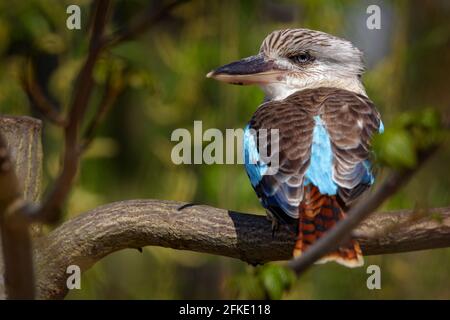 Kingfisher kookaburra, Dacelo leachii, coloratissimo kingfisher australiano. Uccello nascosto nell'habitat. Scena della fauna selvatica dalla natura. Foto Stock