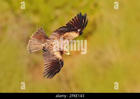 Aquilone rosso in volo, Milvus Milvus, uccello di preda volare sopra il prato dell'albero della foresta . Caccia animale con cattura. Aquilone con ali aperte, Romania, Europa. Foto Stock