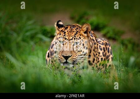 javan leopardo, Panthera pardus melas, ritratto di gatto nella foresta scura. Grande gatto selvatico nella vegetazione verde. Leopardo nell'habitat naturale, Giava, io Foto Stock