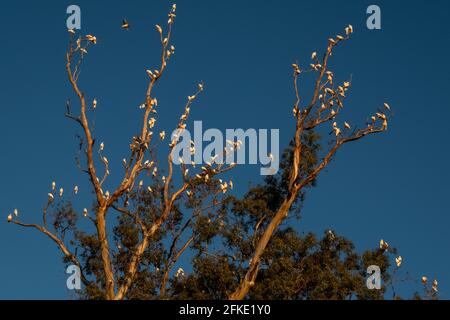 Galli australiani arroccati su un albero di eucalipto nel Victoria centrale, Australia Foto Stock