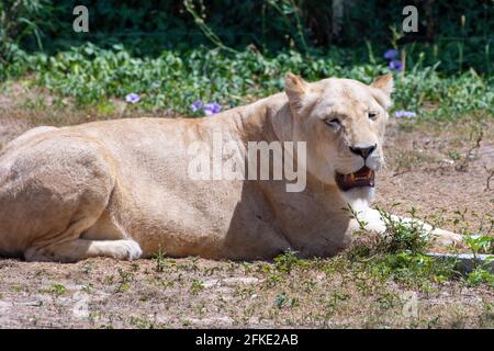 Una donna Leone Bianco (panthera leo) su una seduta nella savana che guarda intorno. Foto Stock