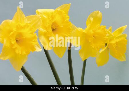 Grandi narcisi gialle con corona corrugata. Questo fiore primaverile è uno dei più antichi. Foto Stock