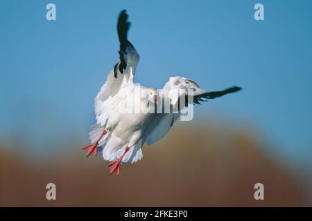 L'oca di Ross che entra a terra Chen rossii Bosque del Apache NWR New mexico, USA BI003973 Foto Stock