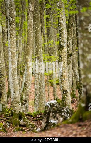 (Fuoco selettivo) splendida vista di una foresta circondata da splendidi alberi di Fagus Sylvatica. Stagione primaverile, Italia. Foto Stock