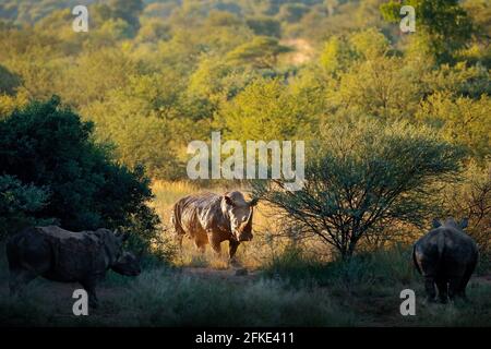 Rhino in habitat forestale. Rinoceronte bianco, Ceratotherium simum, con corna, nell'habitat naturale, Pilanesberg, Sudafrica. Fauna selvatica scena da natu Foto Stock