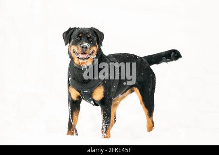 Black Rottweiler Metzgerhund cane nella neve durante il giorno d'inverno. Il cane è vestito in un vestito speciale di addestramento Foto Stock