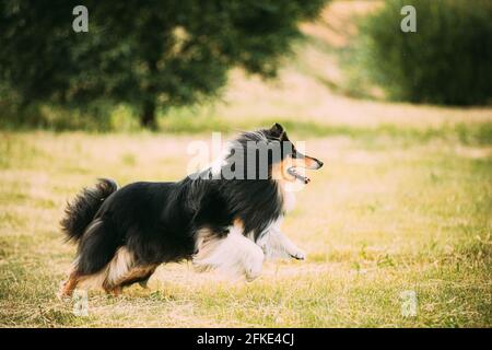 Shetland Shepdog, Sheltie, Collie. Esecuzione all'aperto in erba estiva Foto Stock