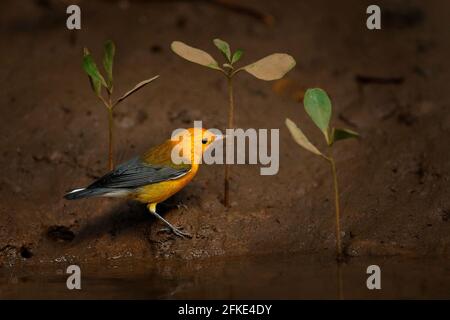 Guerrieri protonotari, Protonotaria citrea, piccolo songbird giallo grigio dorato nell'habitat. Warbler vicino al fiume con giovane pianta di mangrovie, Rio Tar Foto Stock