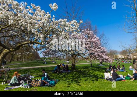 Inghilterra, Londra, Regent's Park, gruppo di giovani che picnicking sotto la fioritura di ciliegia Foto Stock