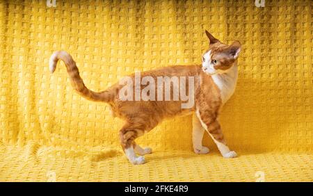 Divertente Red Ginger Devon Rex Cat in posa su Plaid. Gatto con capelli corti di razza inglese su sfondo giallo Plaid. Shorthair PET Foto Stock