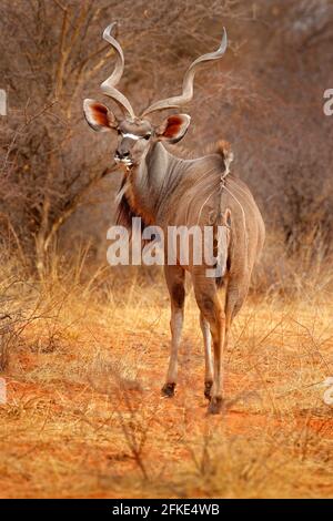 Greater kudu, Tragelaphus strepsiceros, bell'antilope con corna a spirale. Animale nell'habitat verde dei prati, delta dell'Okavango, Moremi, Botswana. Modello KU Foto Stock